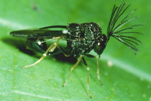 Halcides - найменші вершники Halcides - найменші вершники